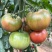 水果番茄种子口感细腻甜嫩多汁绿肩番茄品质好耐储运