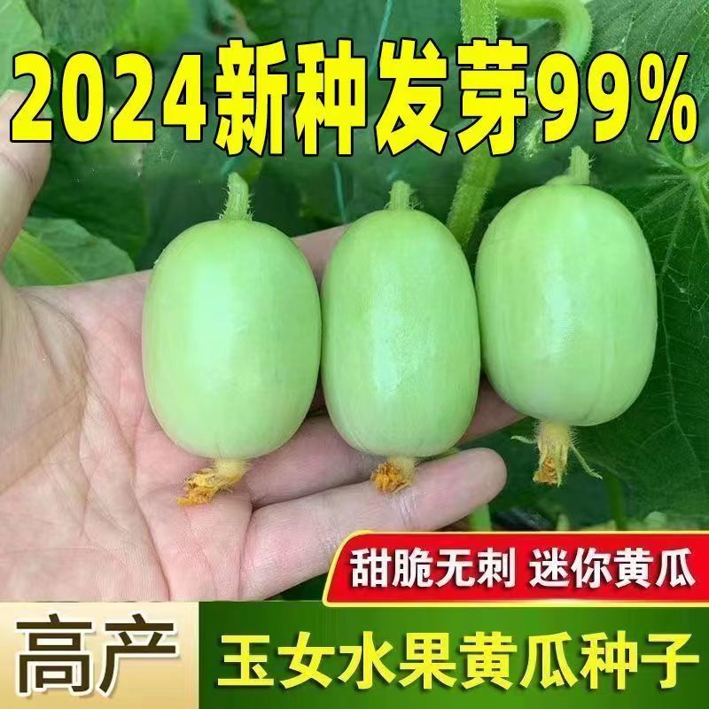金童玉女黄瓜种子口感甜脆多汁果型好产量高坐果能力强