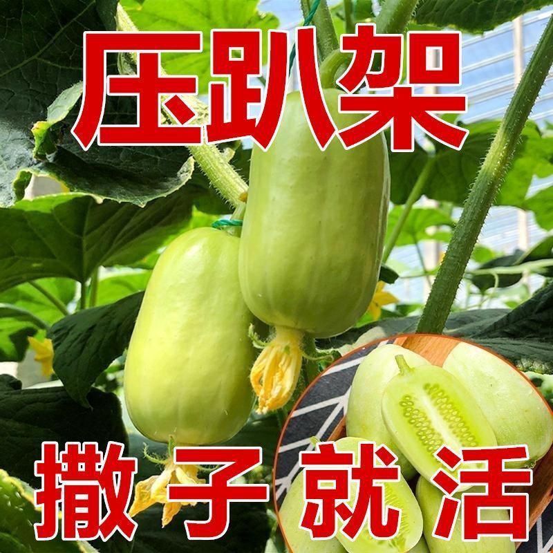 金童玉女黄瓜种子口感甜脆多汁果型好产量高坐果能力强