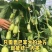 金童玉女黄瓜种子口感甜脆多汁果型好产量高坐果能力强