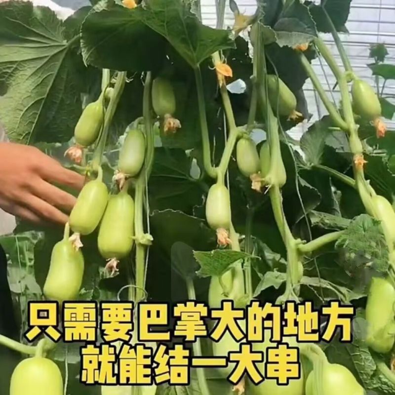 金童玉女黄瓜种子口感甜脆多汁果型好产量高坐果能力强