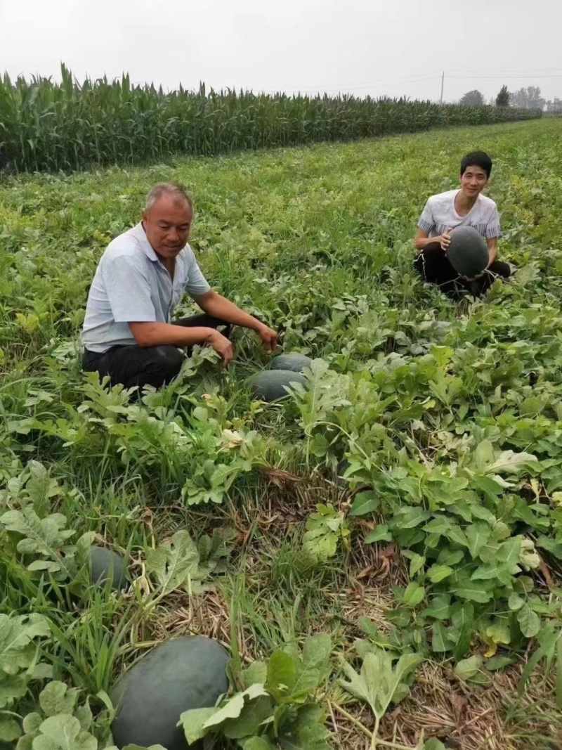 黑皮无籽西瓜种子口感甜脆甜度高品质好瓤色红耐运输产量高