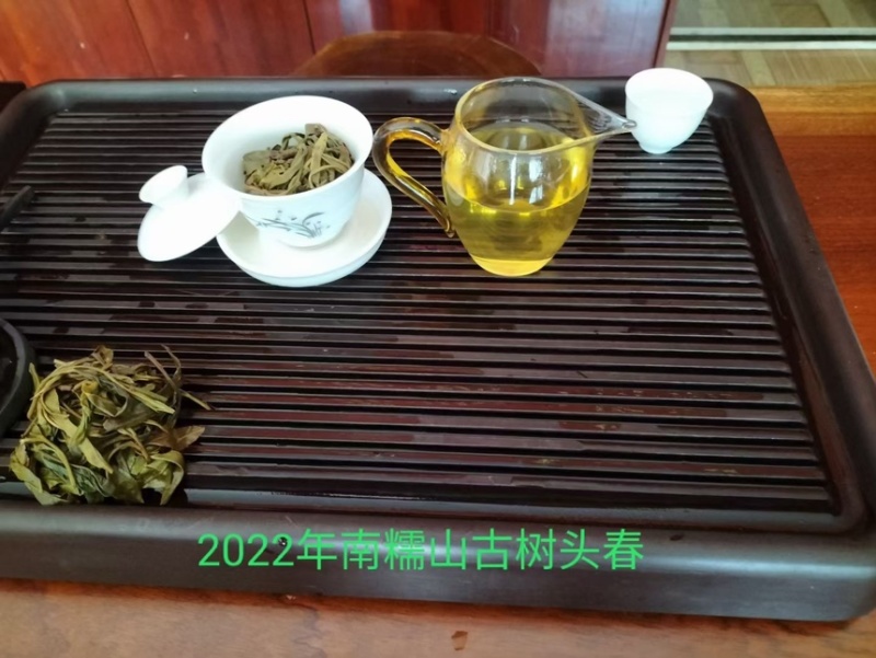 南糯山拔玛古树