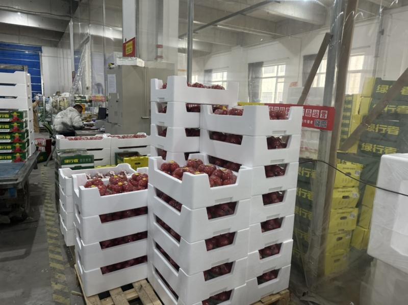 无土栽培粉番茄产地直发全国供货量大价优欢迎电联