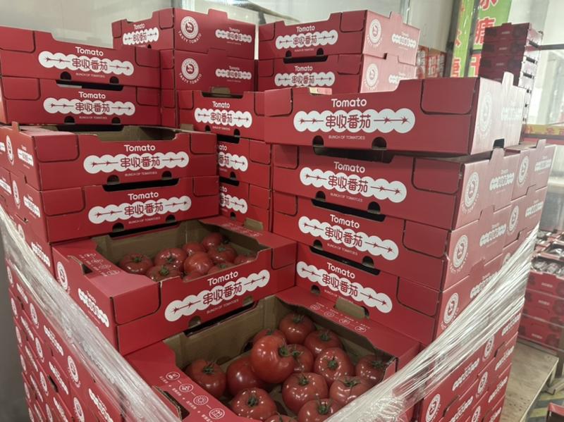 无土栽培粉番茄产地直发全国供货量大价优欢迎电联