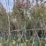 日本樱花6～12公分基地直销规格齐全欢迎老板来电咨询