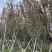 日本樱花6～12公分基地直销规格齐全欢迎老板来电咨询