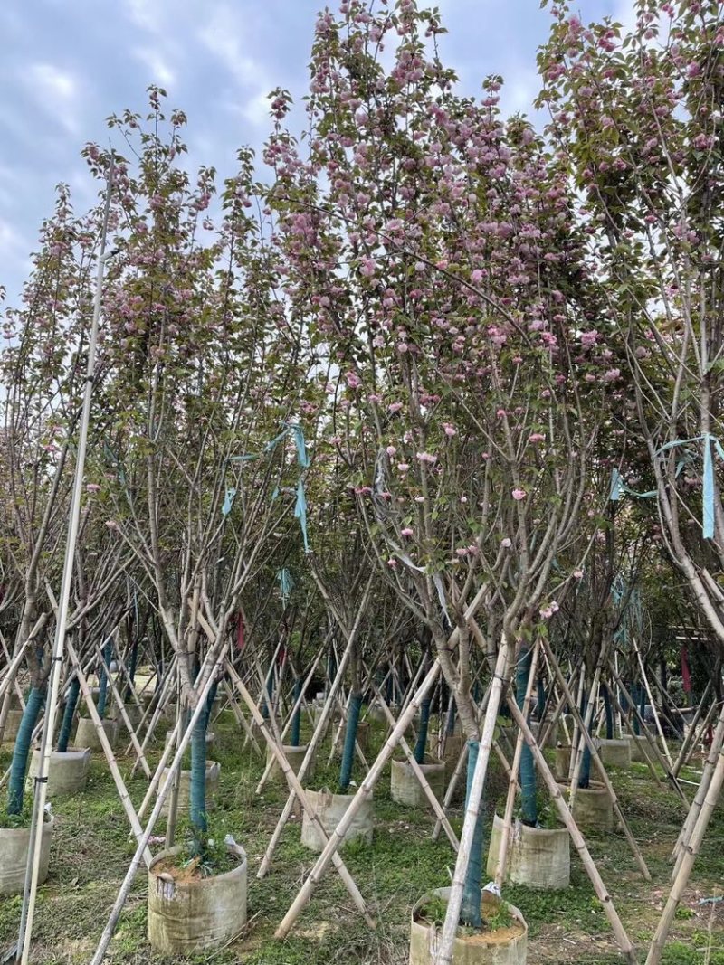 日本樱花6～12公分基地直销规格齐全欢迎老板来电咨询