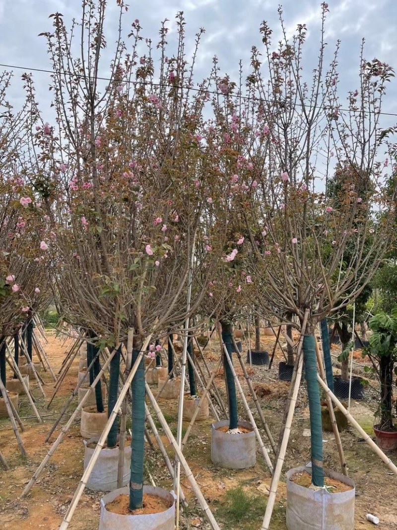 日本樱花6～12公分基地直销规格齐全欢迎老板来电咨询