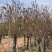 日本樱花6～12公分基地直销规格齐全欢迎老板来电咨询