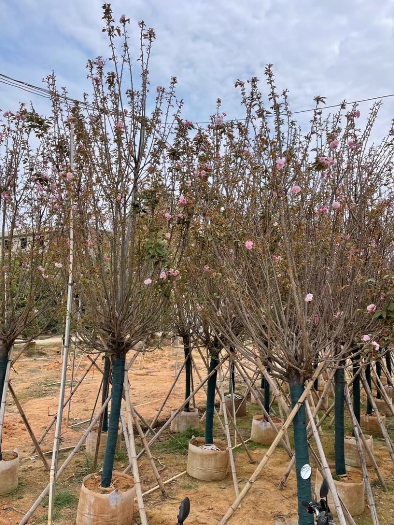 日本樱花6～12公分基地直销规格齐全欢迎老板来电咨询