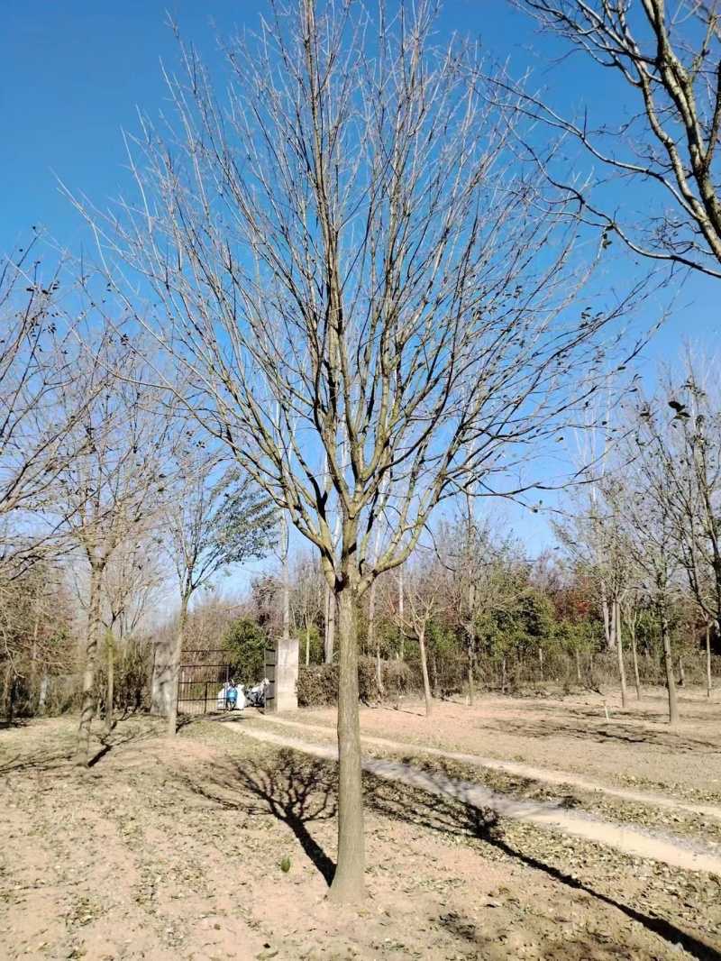 流苏流苏树，油根子，供应10，12，15，18等规格