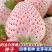 四季均可种植奶油草莓白雪公主盆栽易种植口感甜香味浓郁