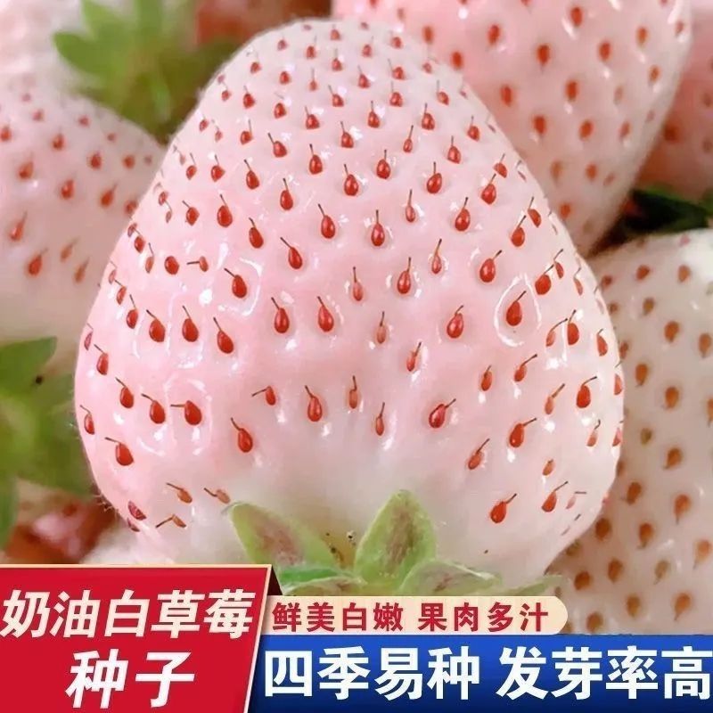 四季均可种植奶油草莓白雪公主盆栽易种植口感甜香味浓郁