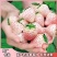 四季均可种植奶油草莓白雪公主盆栽易种植口感甜香味浓郁