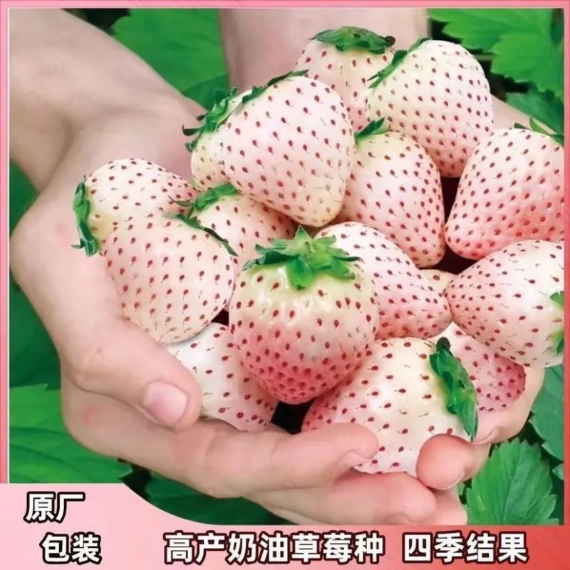 四季均可种植奶油草莓白雪公主盆栽易种植口感甜香味浓郁