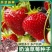 四季均可种植奶油草莓白雪公主盆栽易种植口感甜香味浓郁