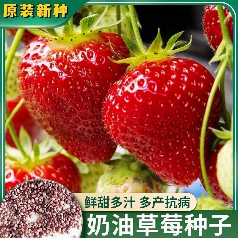 四季均可种植奶油草莓白雪公主盆栽易种植口感甜香味浓郁