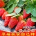 四季均可种植奶油草莓白雪公主盆栽易种植口感甜香味浓郁