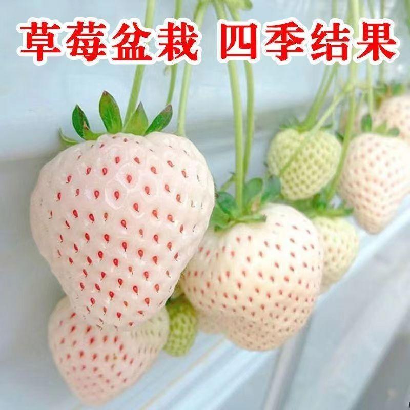 四季均可种植奶油草莓白雪公主盆栽易种植口感甜香味浓郁