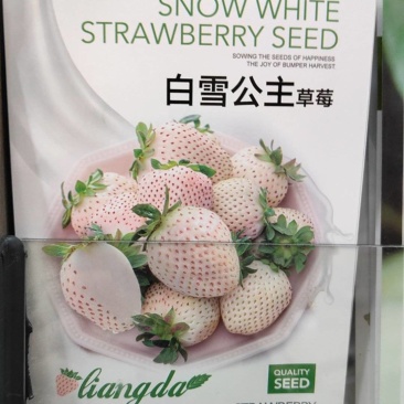 四季均可种植奶油草莓白雪公主盆栽易种植口感甜香味浓郁