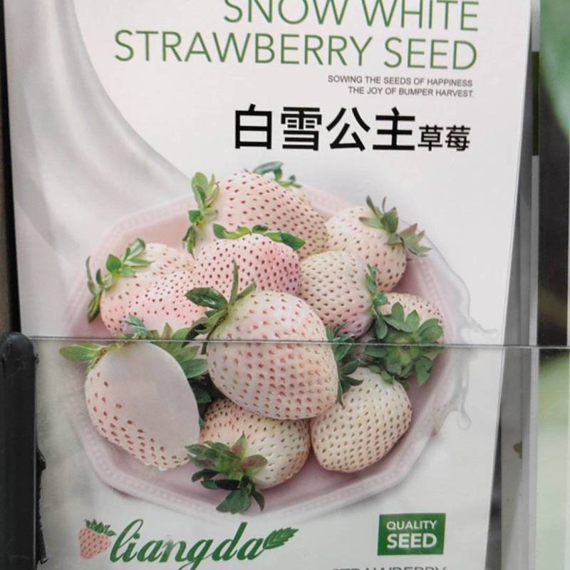 四季均可种植奶油草莓白雪公主盆栽易种植口感甜香味浓郁