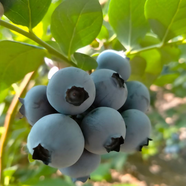 山东精品奥尼尔蓝莓产地发货一手货源价格优惠欢迎咨询