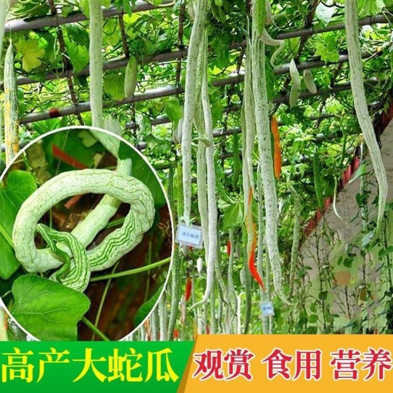 蛇豆种子蛇瓜长度长香味浓郁肉质厚口感好条形顺直耐储运