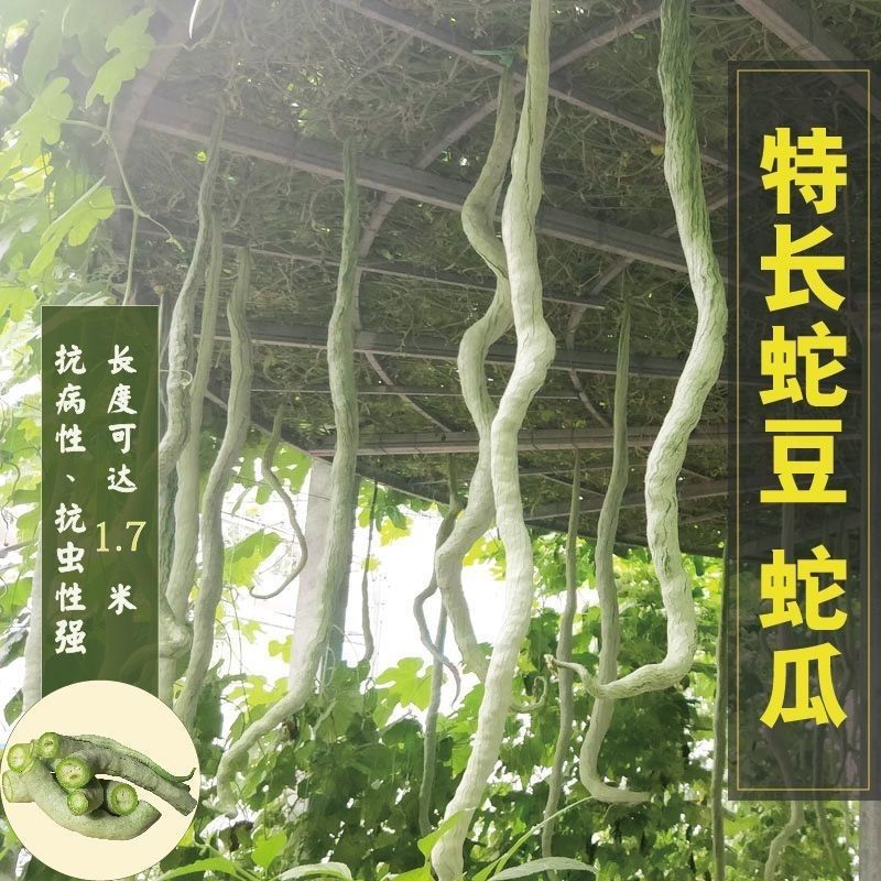蛇豆种子蛇瓜长度长香味浓郁肉质厚口感好条形顺直耐储运