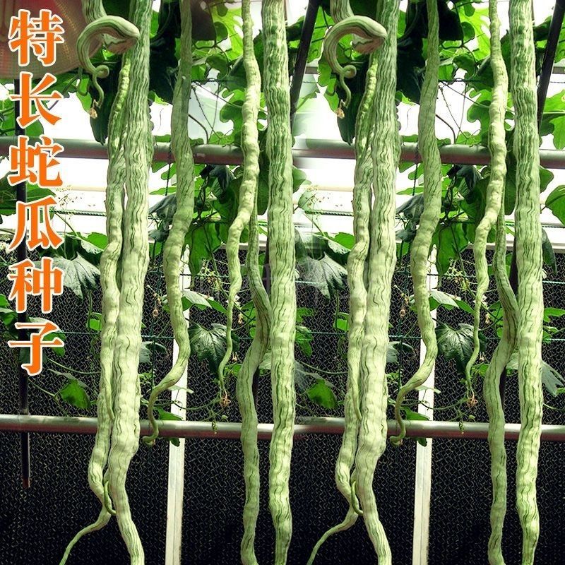 蛇豆种子蛇瓜长度长香味浓郁肉质厚口感好条形顺直耐储运