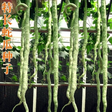 蛇豆种子蛇瓜长度长香味浓郁肉质厚口感好条形顺直耐储运