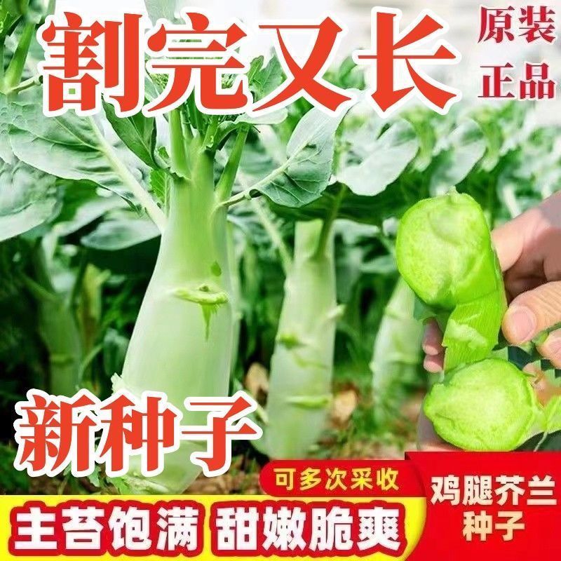 鸡腿芥兰种子抗病能力强产量高口感脆嫩爽可以多次采收
