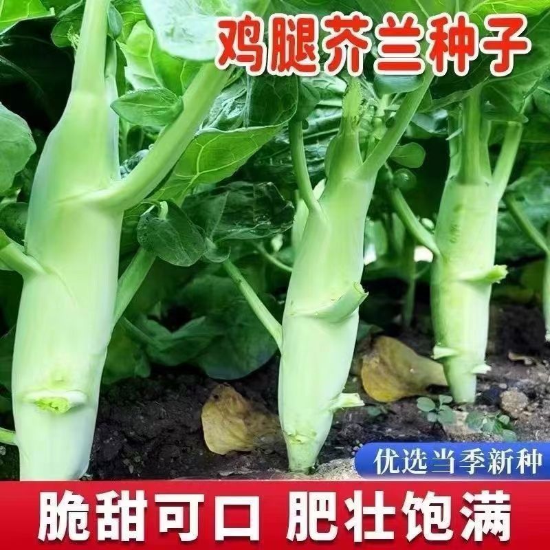 鸡腿芥兰种子抗病能力强产量高口感脆嫩爽可以多次采收