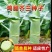 鸡腿芥兰种子抗病能力强产量高口感脆嫩爽可以多次采收