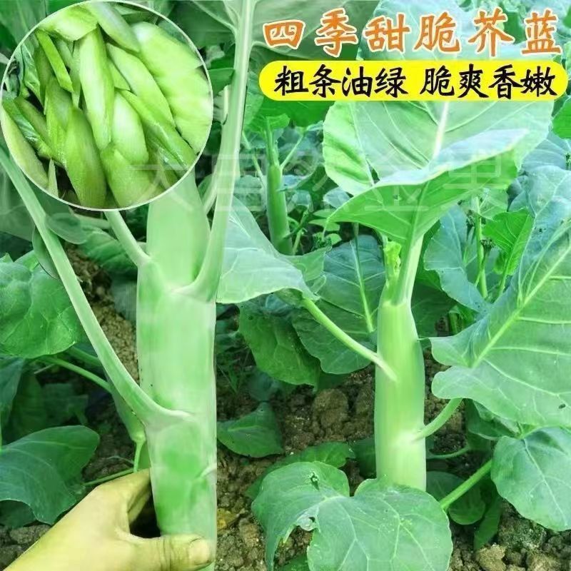 鸡腿芥兰种子抗病能力强产量高口感脆嫩爽可以多次采收