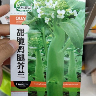 鸡腿芥兰种子抗病能力强产量高口感脆嫩爽可以多次采收