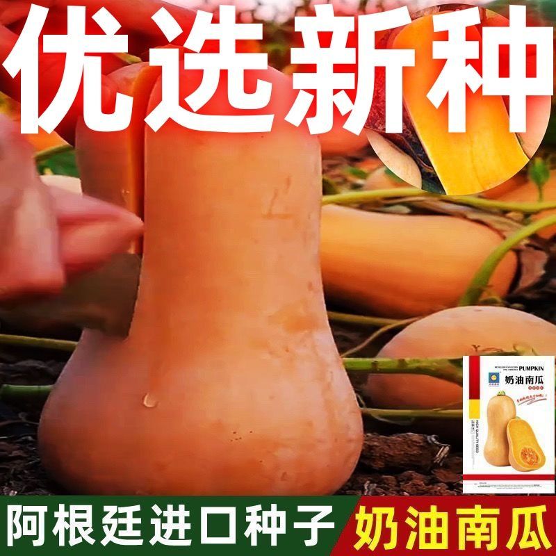 奶油南瓜种子清香爽口软嫩香甜香甜软糯口感好易坐果产量高