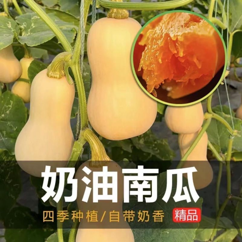 奶油南瓜种子清香爽口软嫩香甜香甜软糯口感好易坐果产量高