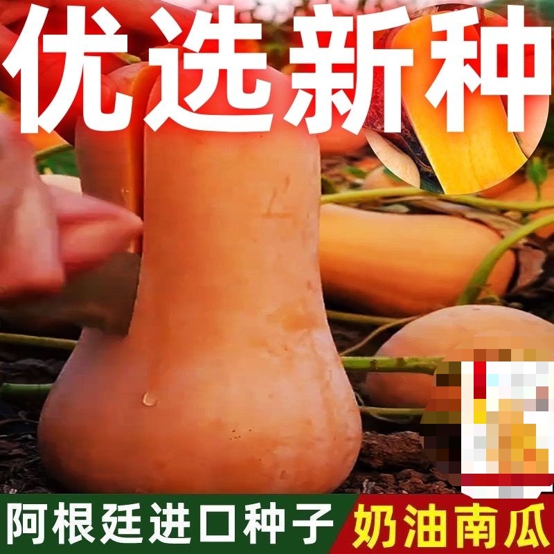 奶油南瓜种子清香爽口软嫩香甜香甜软糯口感好易坐果产量高