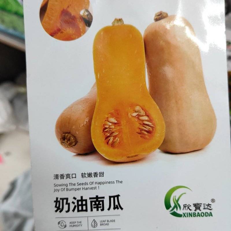 奶油南瓜种子清香爽口软嫩香甜香甜软糯口感好易坐果产量高