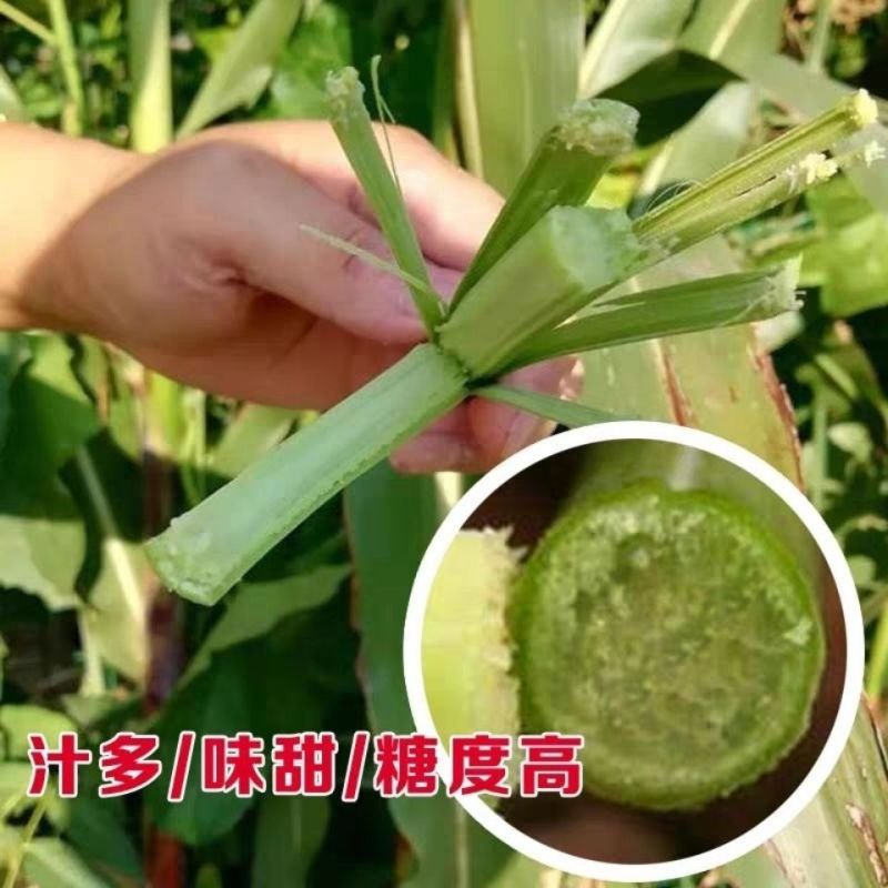 北方甜杆水果甘蔗种子汁多甜脆杆直传统甜杆抗性好产量高