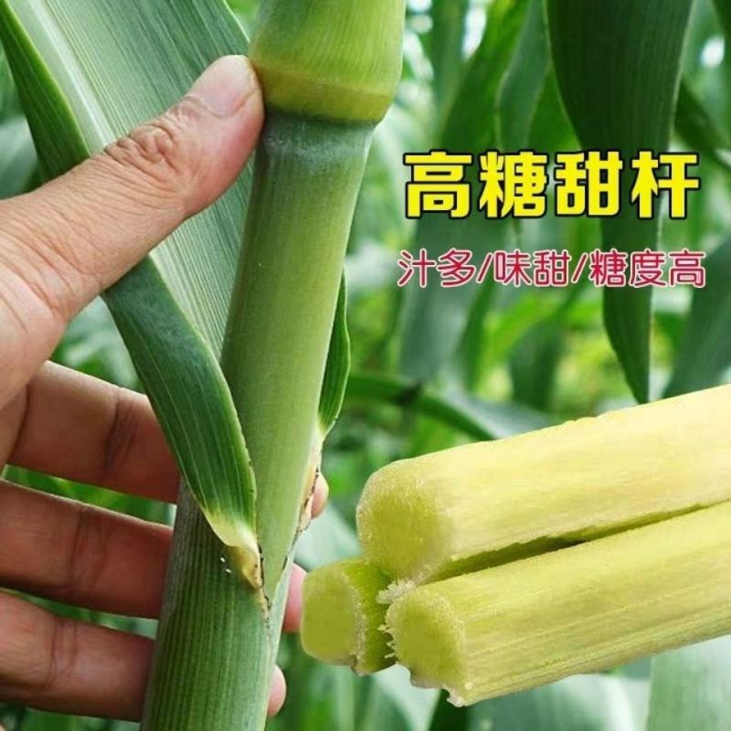 北方甜杆水果甘蔗种子汁多甜脆杆直传统甜杆抗性好产量高