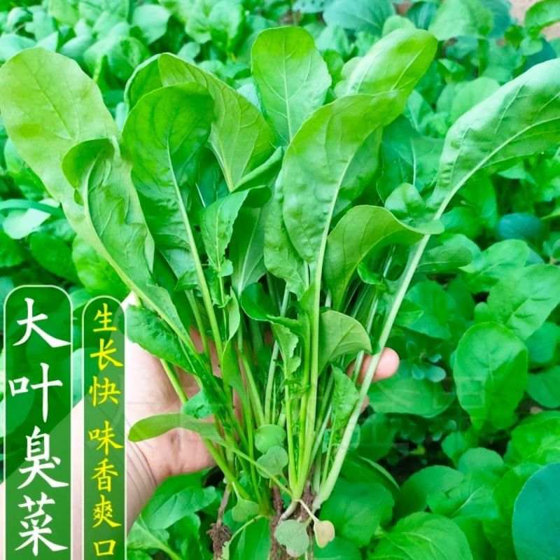 大叶臭菜种子播种时间30天香味浓郁生长速度快芝麻菜