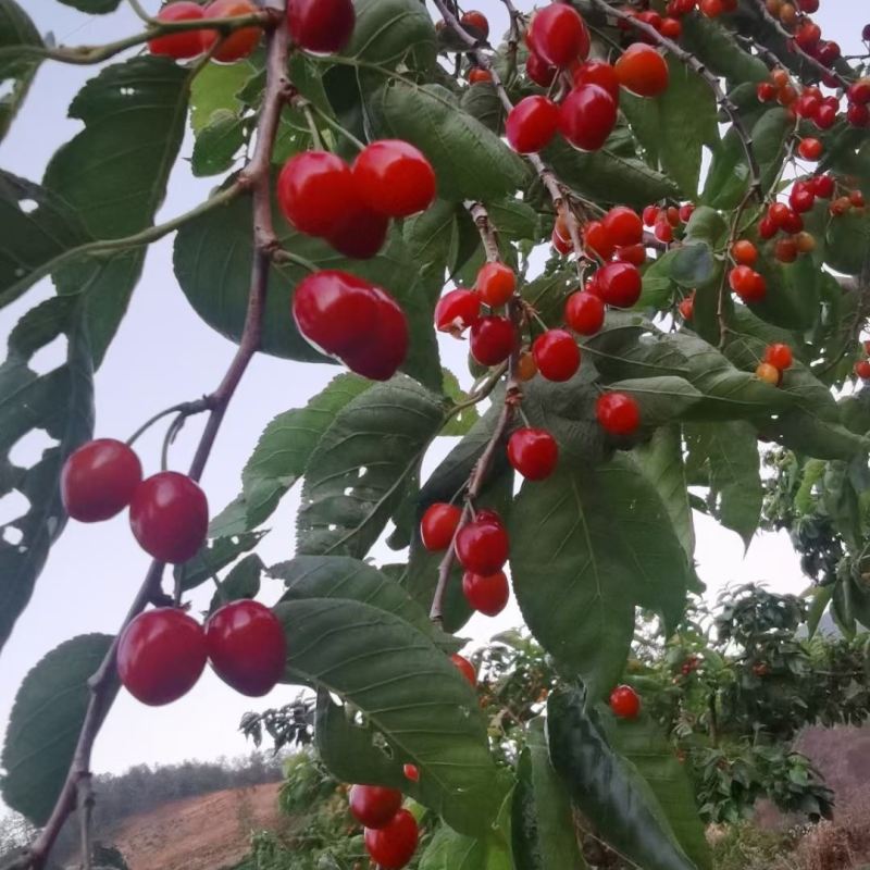 四川攀枝花米易高山贵州🍒樱桃，口感不错甜