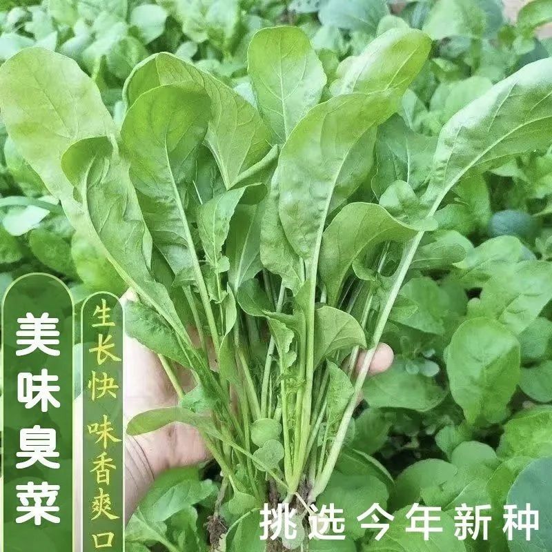 大叶臭菜种子播种时间30天香味浓郁生长速度快芝麻菜