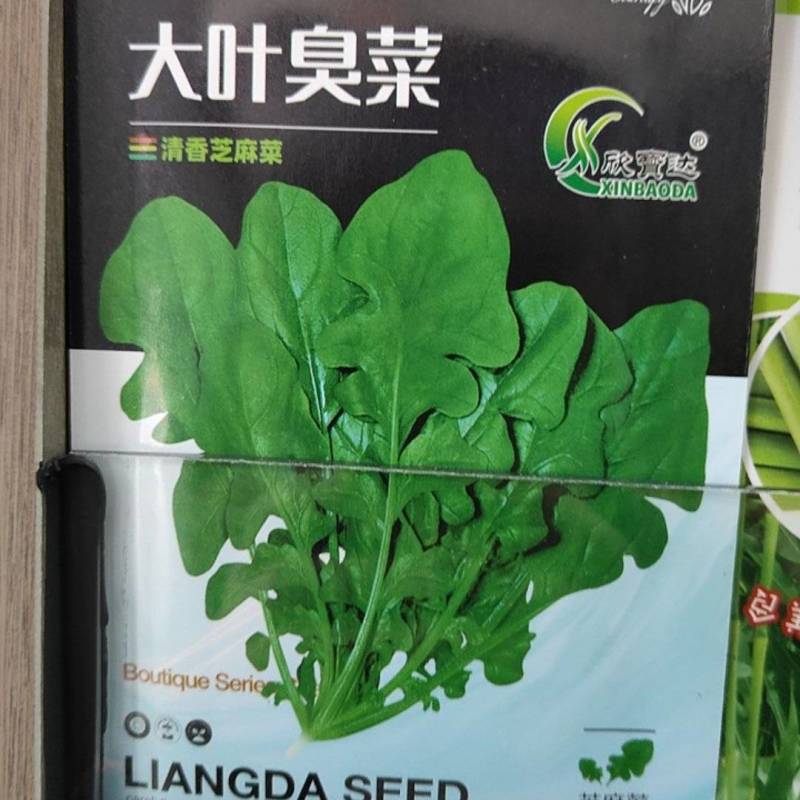 大叶臭菜种子播种时间30天香味浓郁生长速度快芝麻菜