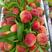 毛桃春雪毛桃红不软桃子突围毛桃油桃系列产地品种多多
