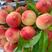 毛桃春雪毛桃红不软桃子突围毛桃油桃系列产地品种多多