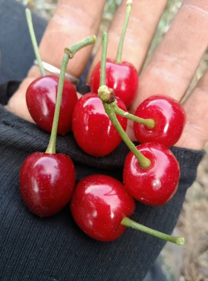 四川攀枝花米易高山贵州🍒樱桃，口感不错甜