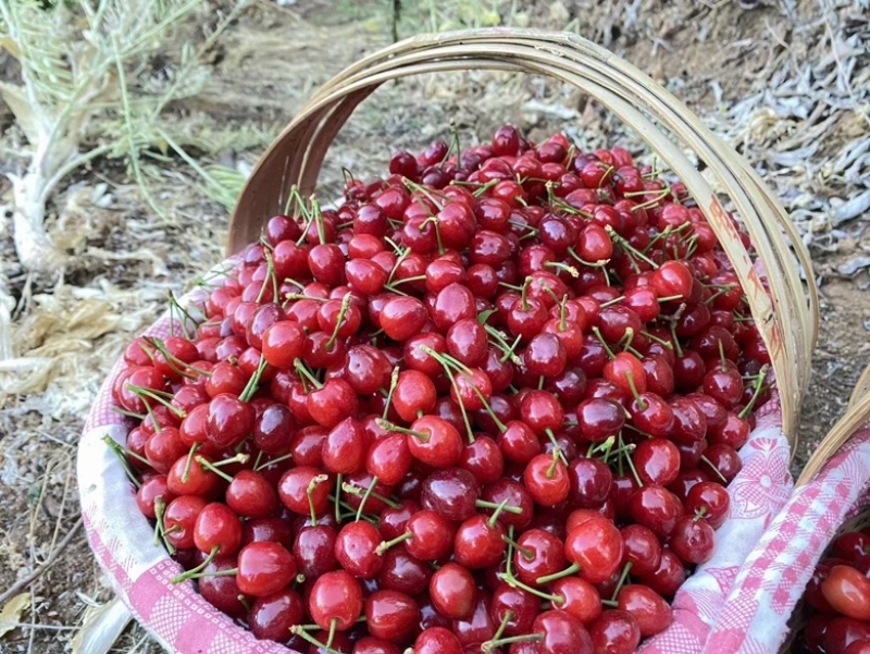 四川攀枝花米易高山贵州🍒樱桃，口感不错甜